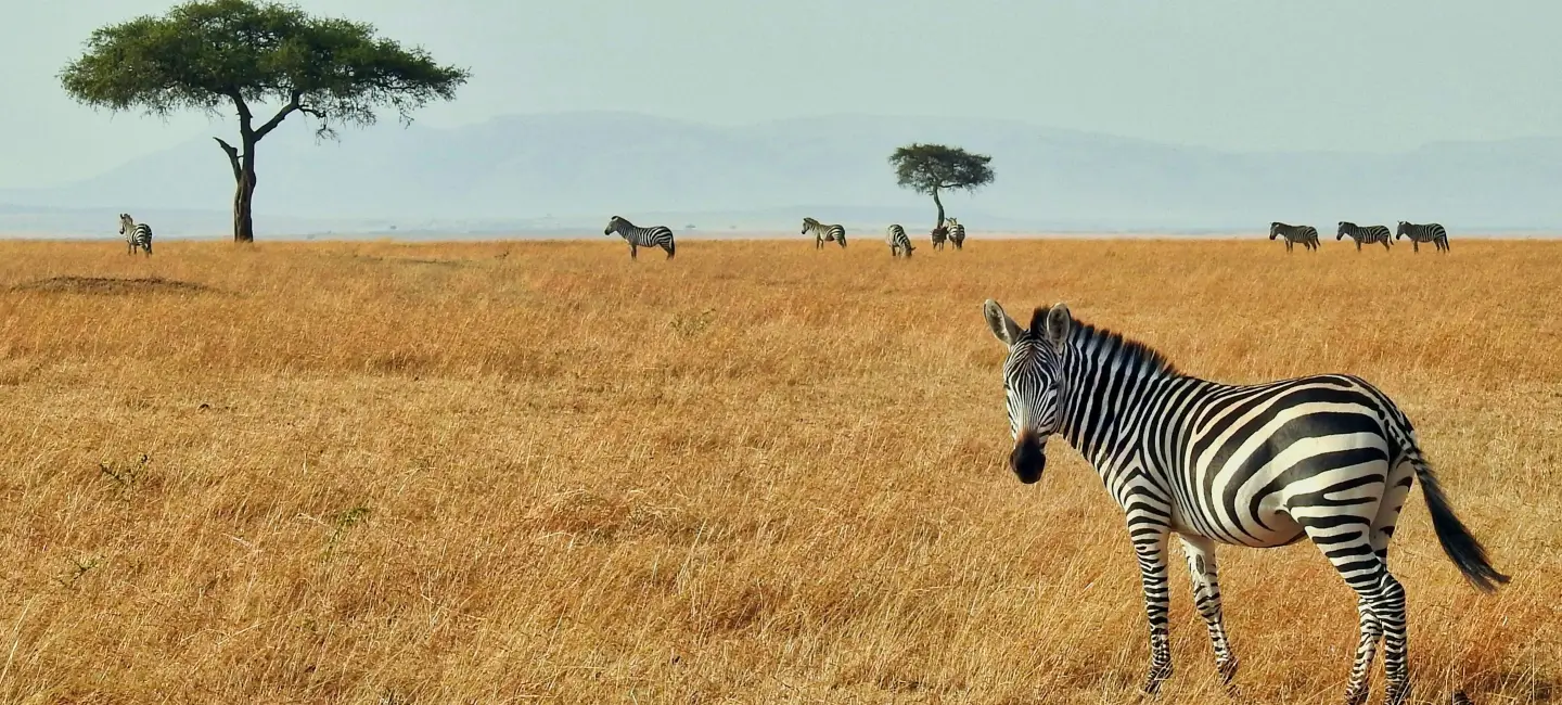 Safari & Game Drives